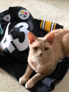 A light-colored cat sitting on a black NFL jersey with the number 43 and the Pittsburgh Steelers logo.